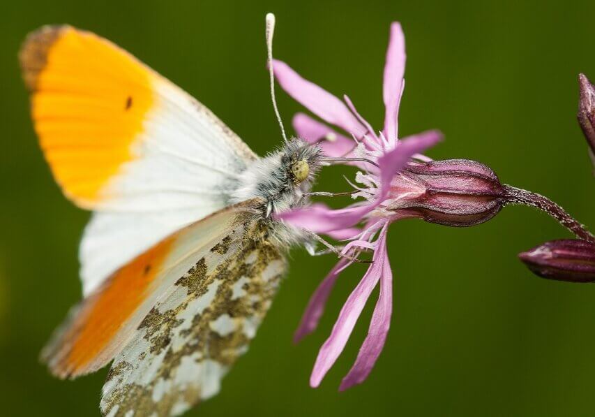 The Great Orange Tip butterfly remains in the pupa stage and becomes a butterfly in years when there is enough rainfall.