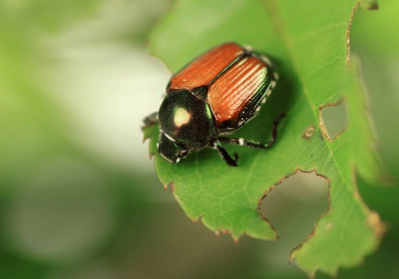 Japanese beetle on a green leaf