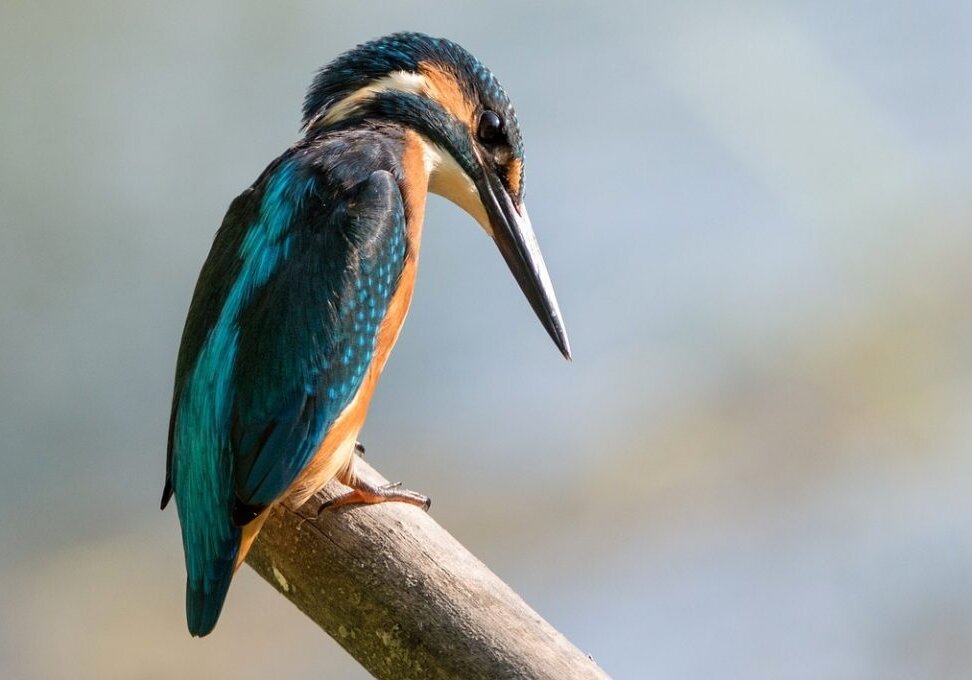 Brightly colored in blue and other colors, kigfishers can be seen near flowing rivers hanting for fish. Flowing watermay attract them to your garden.