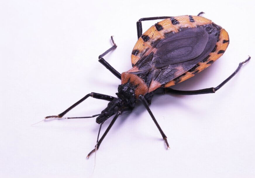 A kissing bug bites humans on their faces, hence the name kissing bug.