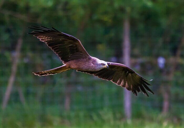 Kite or eagle, a pereditor approaching domestic fowls