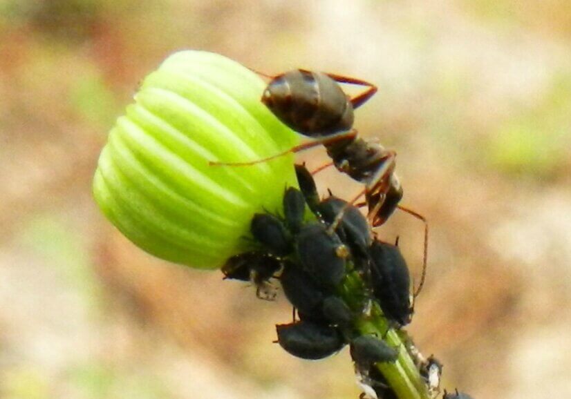 Invasive ants, known by the scientific name Lasius neglectus, are called electric ants because they are attracted to power sources and like to invade power cables and junction boxes.