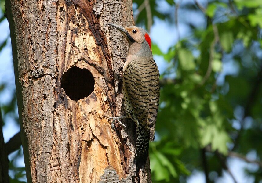 The Flicker woodpecker of Canada was observed to retire from its activities at exactly 3:35 each afternoon.