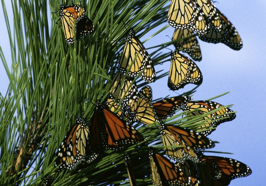 The monarch butterfly is able to adjust for the movement of the sun and reach its destination.
