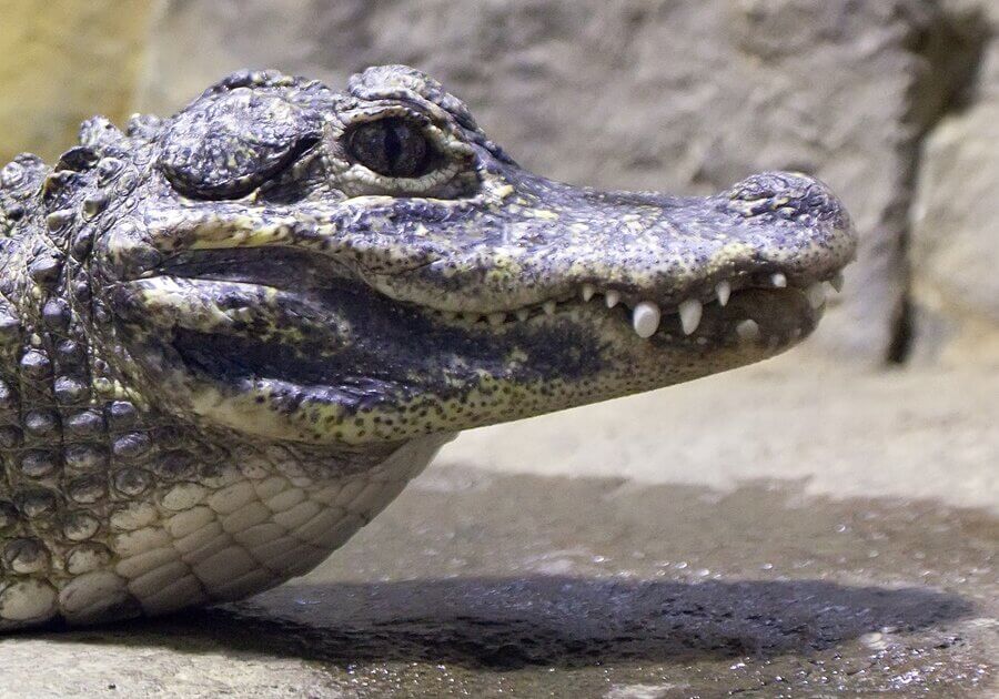 Chinese alligator