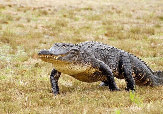 American alligator walking on grass