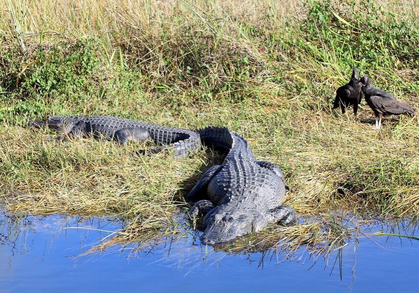 Alligator resting half way in water.