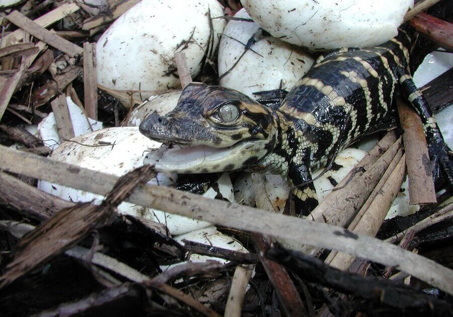 Young alligators hatch after 63-68 days of incubation.