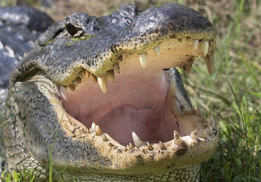 Alligators are able to hunt at night using pressure receptors on their snouts that allow them to detect the slightest disturbances on the water surface around them.