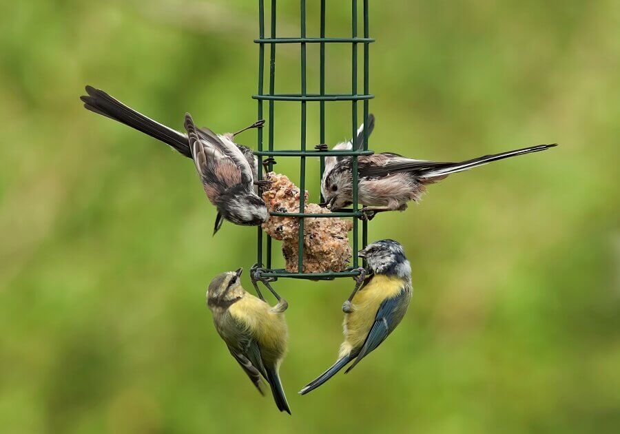 A simple bird feeder in your backyard or garden can attract birds that can be visible from your window.