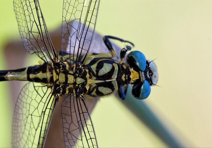 Dragonflies are equipped with micro-thin wings that are corrugated and reinforced with pleats to prevent the wings from bending and give a greater lift while gliding.