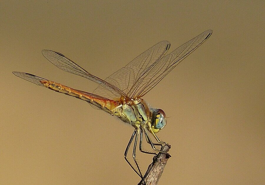 Dragonflies are equipped with micro-thin wings that are corrugated and reinforced with pleats to give a greater lift while gliding.