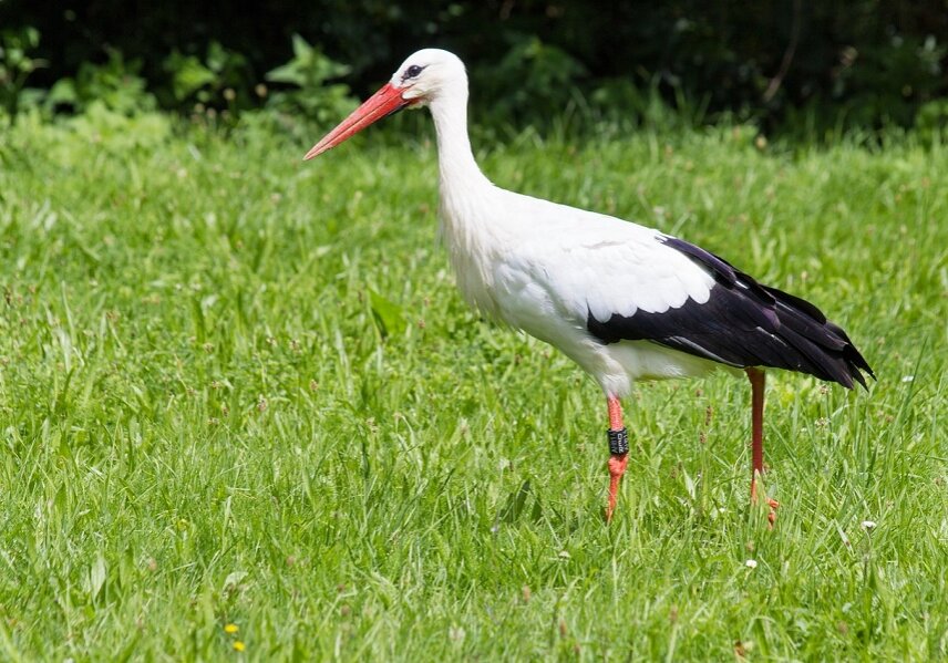 Stork