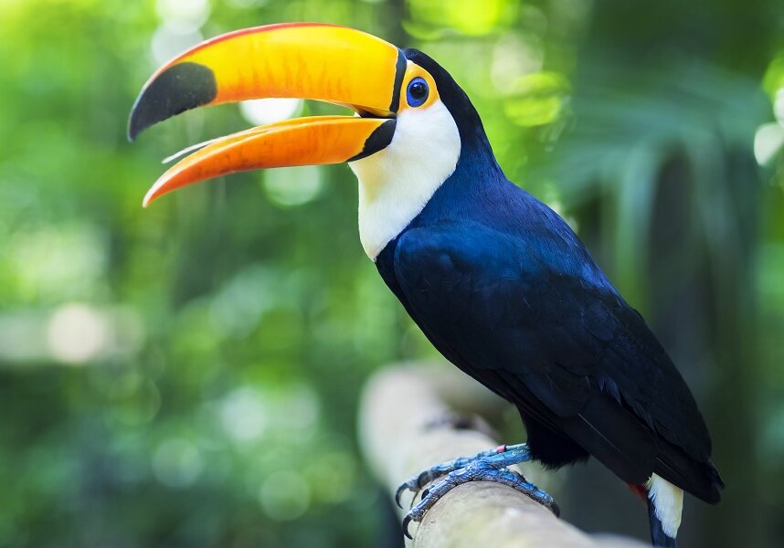 Exotic Toucan on tree branch