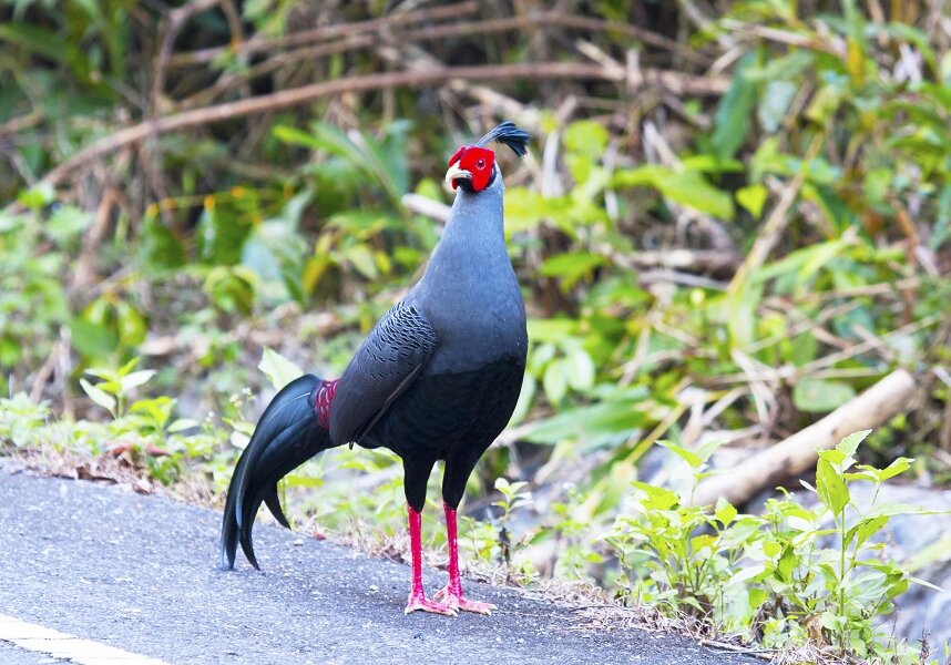 Siamese Fireback