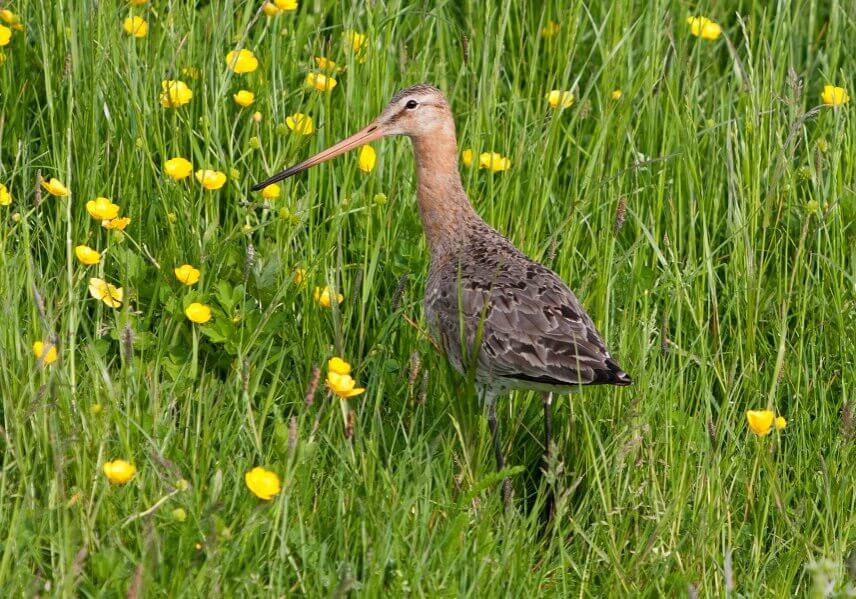 Black-tailed Godwit in a garden