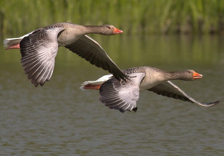 Canada Geese