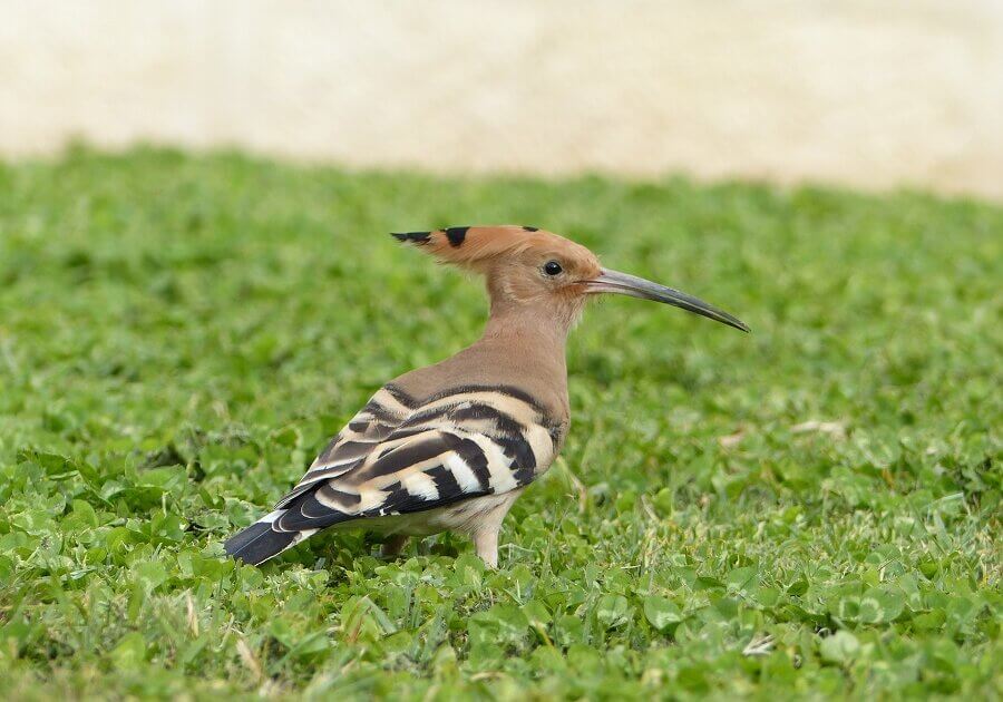 Hoopoe