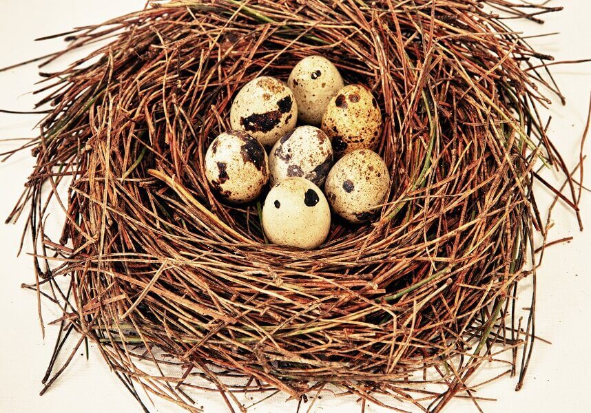 Wild quail eggs in a nest.
