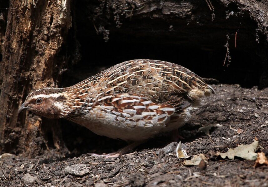 Japanese quail (Coturnix Japonica)