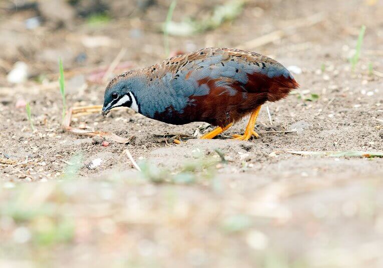 The King Quail, which is found in Asia and the islands between Southeast Asia and the Americas, comes in many colors: brown, blue, silver, maroon and almost black.