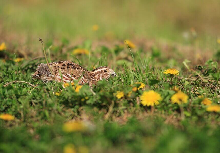 India is home to the black-breasted quail (Coturnix Coromandelica) that is found in the jungle and the brown-colored Japanese quail (Coturnix Coturnix Japonica), which is bred for meat.