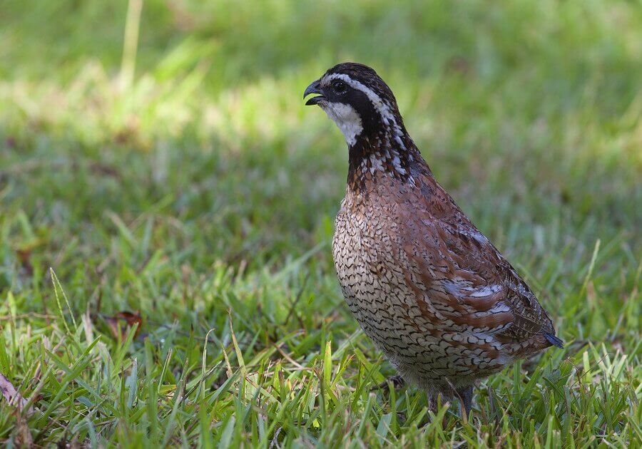 Bobwhite quails, native to Mexico, the United States and the Caribbean, are reddish brown in color with a spotted-white breast and black marking on the wings of the males.