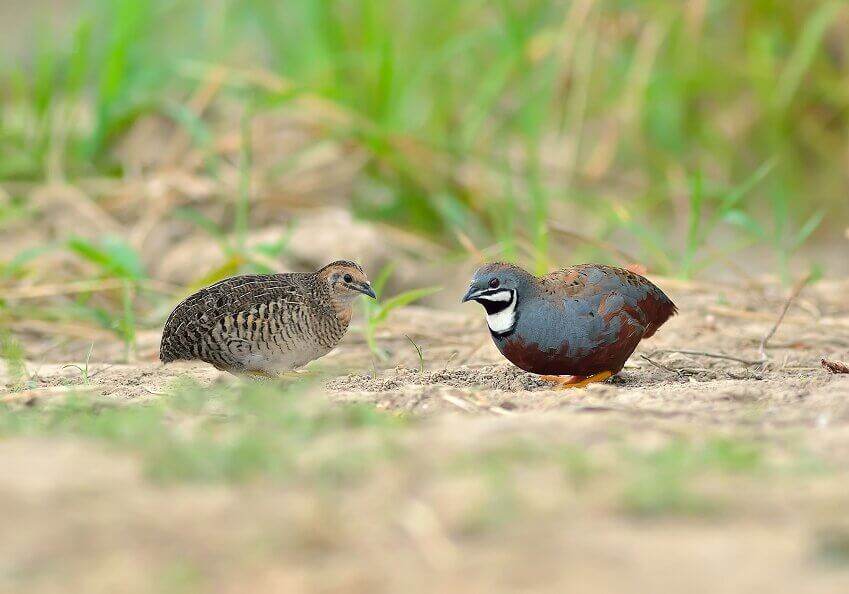 The base of the blue-breasted quail bill is yellow and black in females and males respectively.