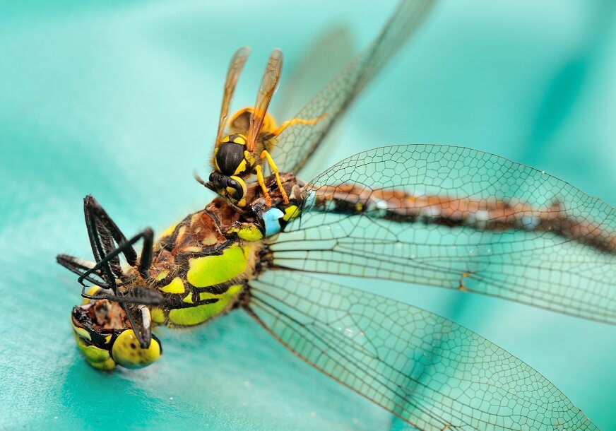 Although dragonflies consume large amounts of wasps, some wasps prey on dragonflies.