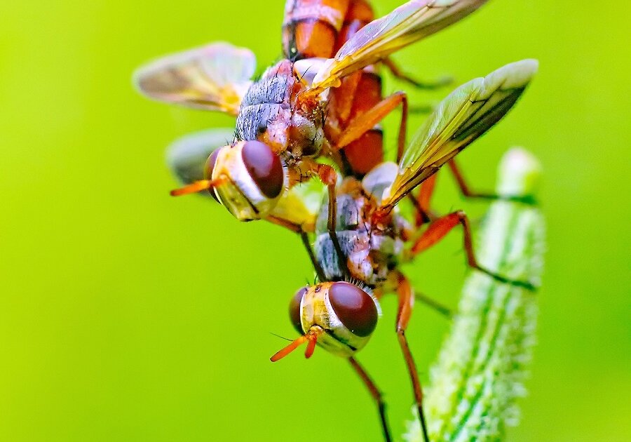 Dragonflies consume large amounts of flies