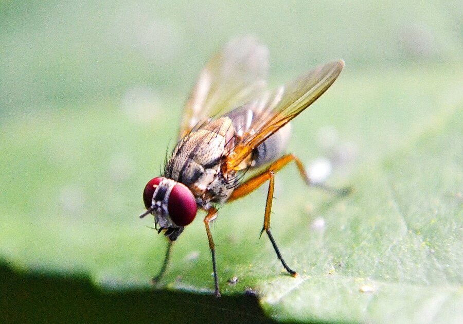 Dragonflies consume large amounts of flies and wasps