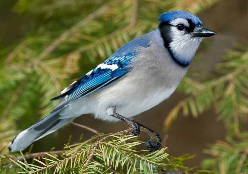 Male and female Blue Jay birds can see ultraviolet (UV) light, which helps them identify each other.