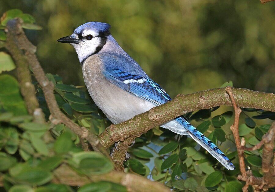Although the male and female Blue Jay look alike to humans, the male’s feathers reflect ultraviolet light differently compared to the female’s feathers.