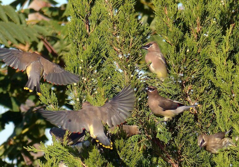 To the human eye male and female Cedar Waxwing birds look alike, but that is not true.