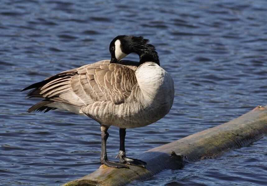 Canada goose on water