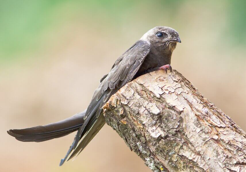 Swift perched on a tree stump. These birds live in dark caves. They use echolocation to locate their nests in darkness.