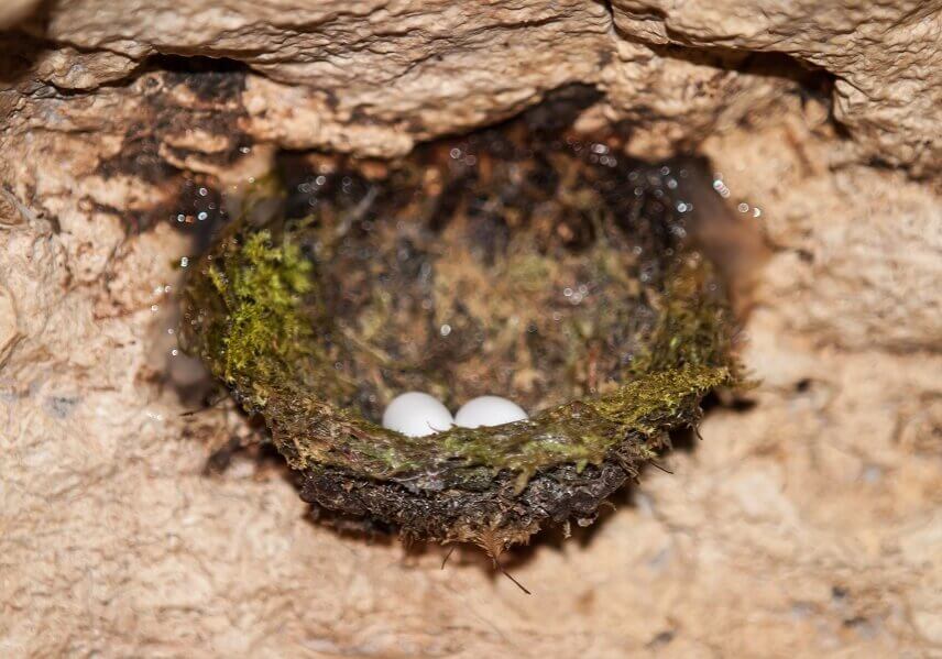 Swift nest in cave