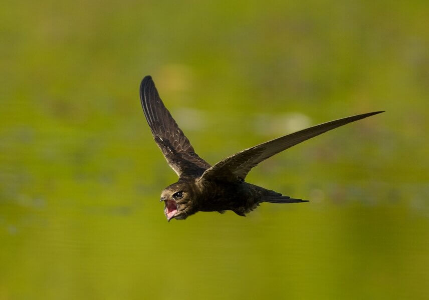 common swift eating while on the wing.