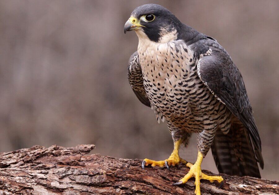 Peregrine falcon standing on a tree branch