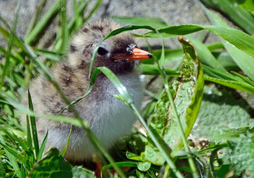 Arctic Tern (Chick)