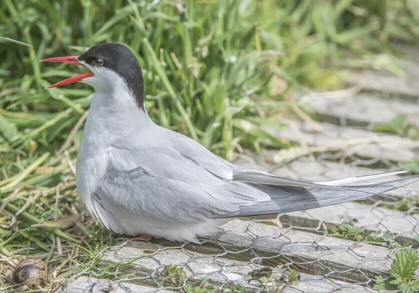 Arctic tern on a piece of wood.