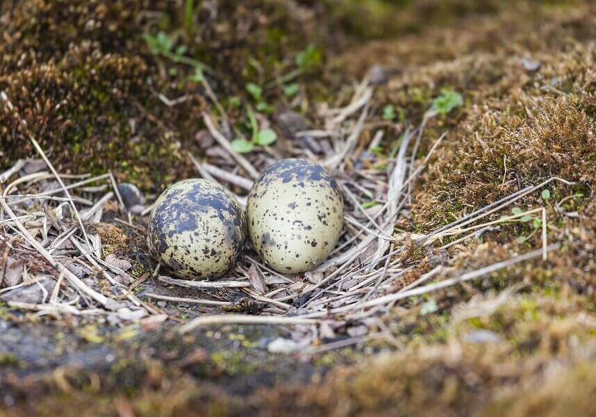Arctic Tern (Eggs) 