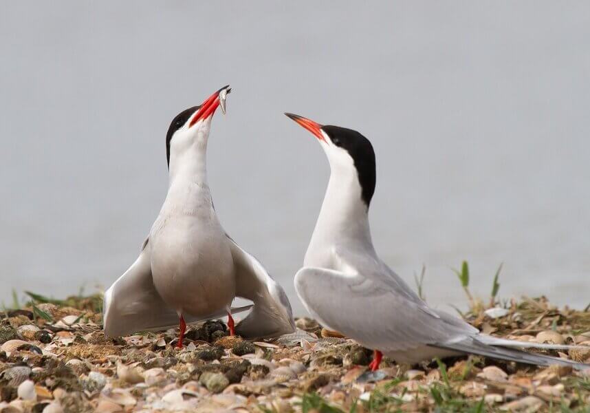 Two arctic terns feeding together