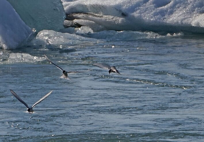 Arctic Terns feeding glacial lake