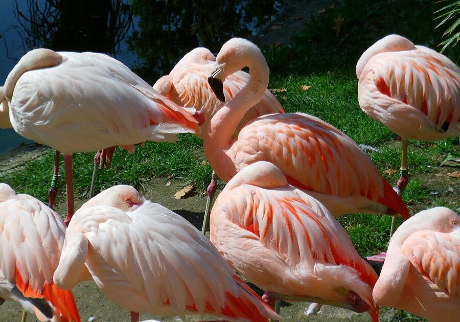 Sleeping Flamingos. Birds have a unique ability to keep half of their brain awake while they sleep.