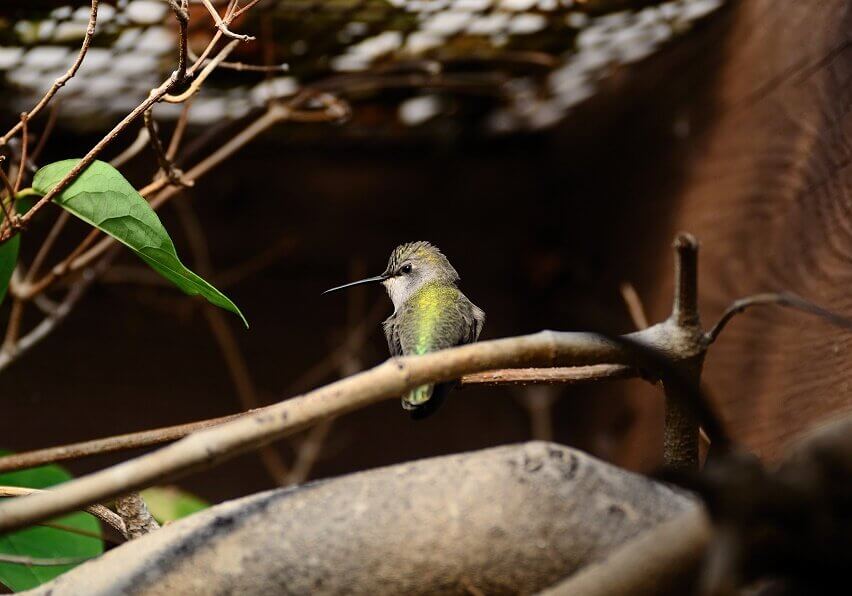 Bee Humming Bird 