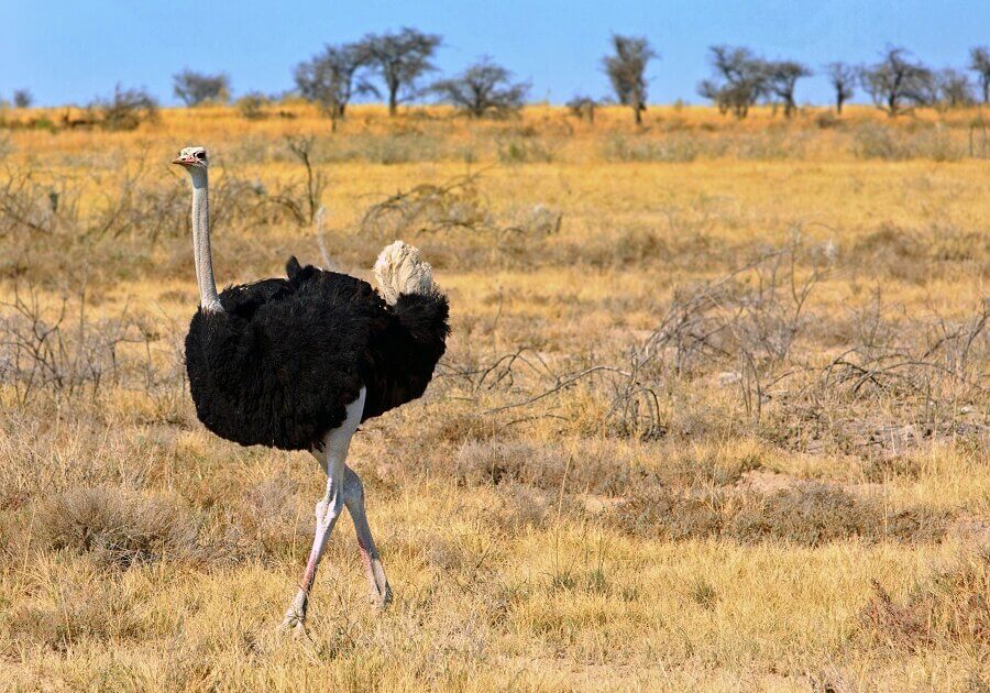 Male Ostrich 