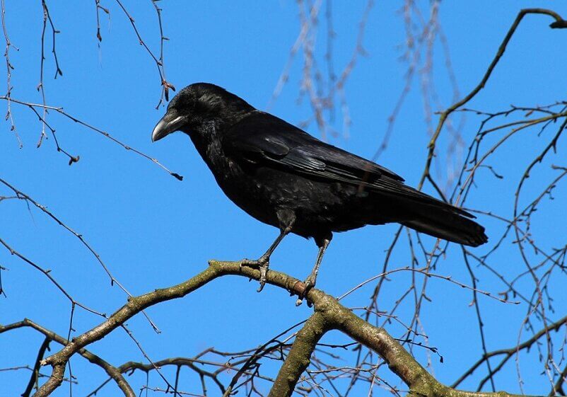 The New Caledonian crow (Corvus Moneduloides) makes tools and uses them to access food in difficult to get to places.