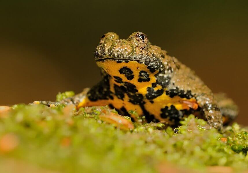 Frankixalus Jerdonni (yellow belled frog)
