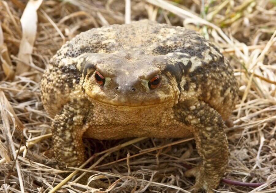 Big toad in the fields 